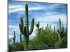 Saguaro cacti, Saguaro National Park, Arizona, USA-Charles Gurche-Mounted Photographic Print