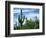 Saguaro cacti, Saguaro National Park, Arizona, USA-Charles Gurche-Framed Photographic Print