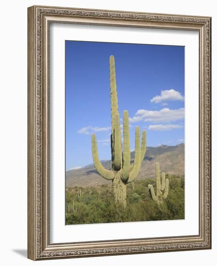 Saguaro Cacti, Saguaro National Park, Rincon Mountain District, Tucson, Arizona-Wendy Connett-Framed Photographic Print