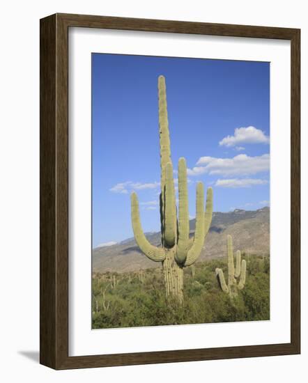 Saguaro Cacti, Saguaro National Park, Rincon Mountain District, Tucson, Arizona-Wendy Connett-Framed Photographic Print