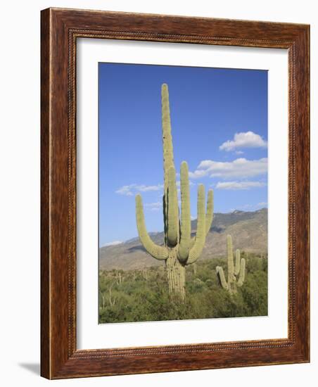 Saguaro Cacti, Saguaro National Park, Rincon Mountain District, Tucson, Arizona-Wendy Connett-Framed Photographic Print