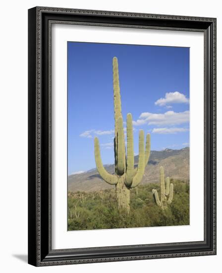 Saguaro Cacti, Saguaro National Park, Rincon Mountain District, Tucson, Arizona-Wendy Connett-Framed Photographic Print