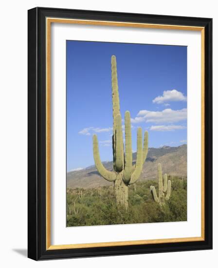 Saguaro Cacti, Saguaro National Park, Rincon Mountain District, Tucson, Arizona-Wendy Connett-Framed Photographic Print