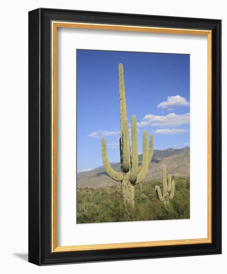 Saguaro Cacti, Saguaro National Park, Rincon Mountain District, Tucson, Arizona-Wendy Connett-Framed Photographic Print