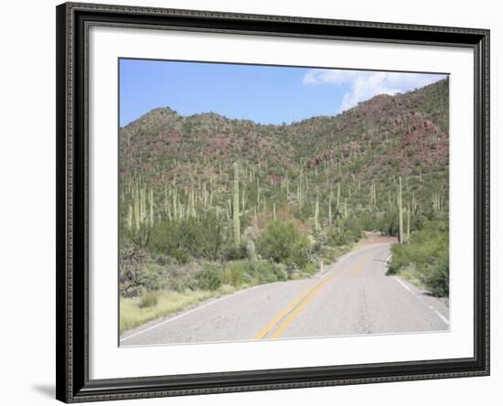 Saguaro Cacti, Saguaro National Park, Tuscon Mountain District West Unit, Tucson, Arizona-Wendy Connett-Framed Photographic Print