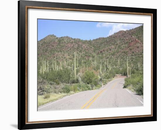 Saguaro Cacti, Saguaro National Park, Tuscon Mountain District West Unit, Tucson, Arizona-Wendy Connett-Framed Photographic Print