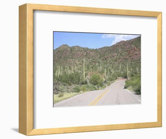 Saguaro Cacti, Saguaro National Park, Tuscon Mountain District West Unit, Tucson, Arizona-Wendy Connett-Framed Photographic Print