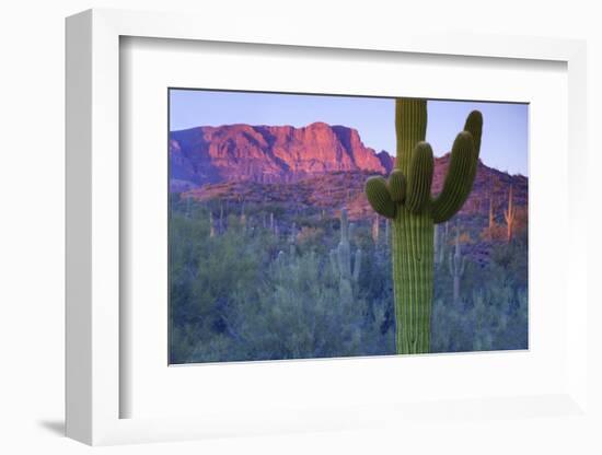 Saguaro Cacti with Red Mesa and Sky Beyond-Timothy Hearsum-Framed Photographic Print