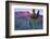 Saguaro Cacti with Red Mesa and Sky Beyond-Timothy Hearsum-Framed Photographic Print