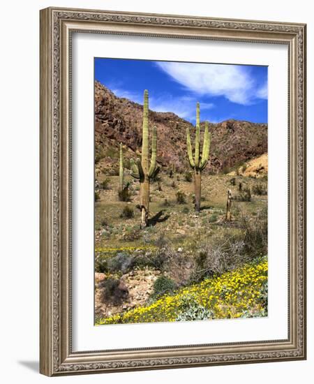 Saguaro Cactus, Ajo, Arizona, USA-Peter Hawkins-Framed Photographic Print