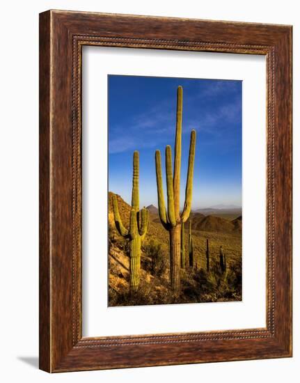 Saguaro Cactus along the Hugh Norris Trail in Saguaro National Park in Tucson, Arizona, USA-Chuck Haney-Framed Photographic Print