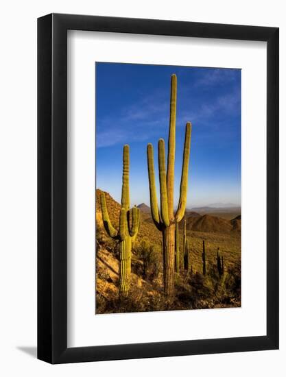 Saguaro Cactus along the Hugh Norris Trail in Saguaro National Park in Tucson, Arizona, USA-Chuck Haney-Framed Photographic Print