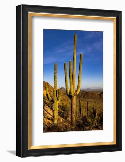 Saguaro Cactus along the Hugh Norris Trail in Saguaro National Park in Tucson, Arizona, USA-Chuck Haney-Framed Photographic Print