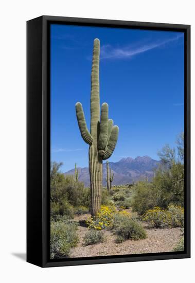 Saguaro Cactus and Flowers-desertsolitaire-Framed Premier Image Canvas