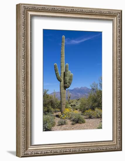 Saguaro Cactus and Flowers-desertsolitaire-Framed Photographic Print