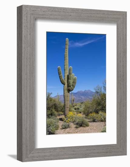 Saguaro Cactus and Flowers-desertsolitaire-Framed Photographic Print