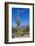 Saguaro Cactus and Flowers-desertsolitaire-Framed Photographic Print