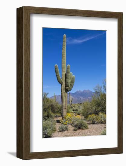 Saguaro Cactus and Flowers-desertsolitaire-Framed Photographic Print