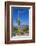 Saguaro Cactus and Flowers-desertsolitaire-Framed Photographic Print