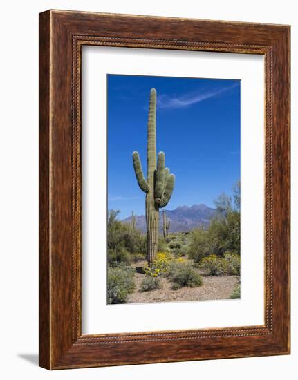 Saguaro Cactus and Flowers-desertsolitaire-Framed Photographic Print