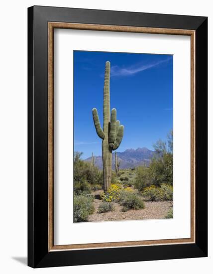 Saguaro Cactus and Flowers-desertsolitaire-Framed Photographic Print