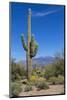 Saguaro Cactus and Flowers-desertsolitaire-Mounted Photographic Print