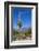 Saguaro Cactus and Flowers-desertsolitaire-Framed Photographic Print