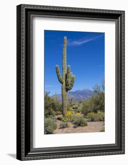 Saguaro Cactus and Flowers-desertsolitaire-Framed Photographic Print