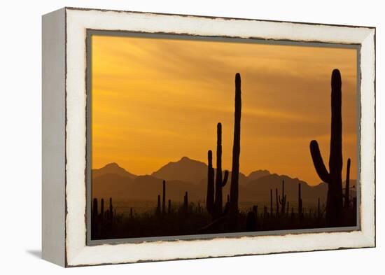 Saguaro Cactus and Mountains, Pima County, Saguaro National Park, Arizona, USA-null-Framed Premier Image Canvas