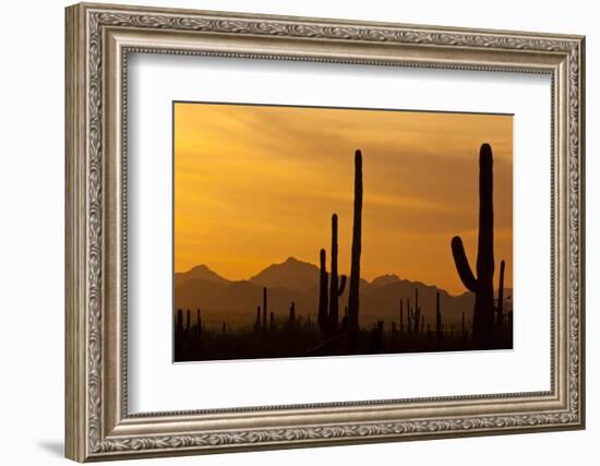 Saguaro Cactus and Mountains, Pima County, Saguaro National Park, Arizona, USA-null-Framed Photographic Print