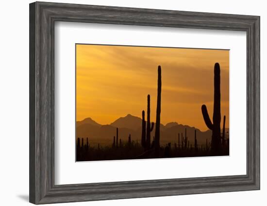 Saguaro Cactus and Mountains, Pima County, Saguaro National Park, Arizona, USA-null-Framed Photographic Print