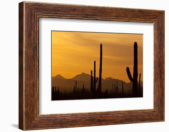 Saguaro Cactus and Mountains, Pima County, Saguaro National Park, Arizona, USA-null-Framed Photographic Print