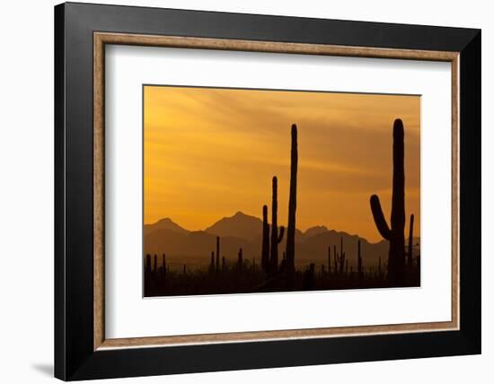 Saguaro Cactus and Mountains, Pima County, Saguaro National Park, Arizona, USA-null-Framed Photographic Print