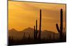Saguaro Cactus and Mountains, Pima County, Saguaro National Park, Arizona, USA-null-Mounted Photographic Print
