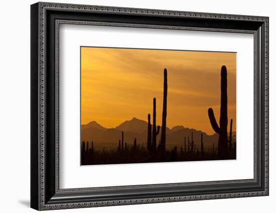 Saguaro Cactus and Mountains, Pima County, Saguaro National Park, Arizona, USA-null-Framed Photographic Print