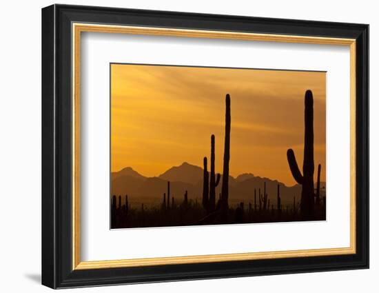 Saguaro Cactus and Mountains, Pima County, Saguaro National Park, Arizona, USA-null-Framed Photographic Print