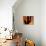 Saguaro Cactus and Wren, Sonoran Desert, Arizona, USA-Marilyn Parver-Photographic Print displayed on a wall