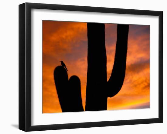 Saguaro Cactus and Wren, Sonoran Desert, Arizona, USA-Marilyn Parver-Framed Photographic Print