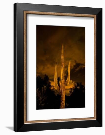 Saguaro Cactus At Night, Arizona-Steve Gadomski-Framed Photographic Print