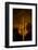 Saguaro Cactus At Night, Arizona-Steve Gadomski-Framed Photographic Print