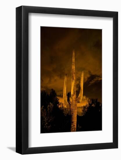 Saguaro Cactus At Night, Arizona-Steve Gadomski-Framed Photographic Print