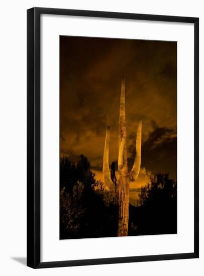 Saguaro Cactus At Night, Arizona-Steve Gadomski-Framed Photographic Print