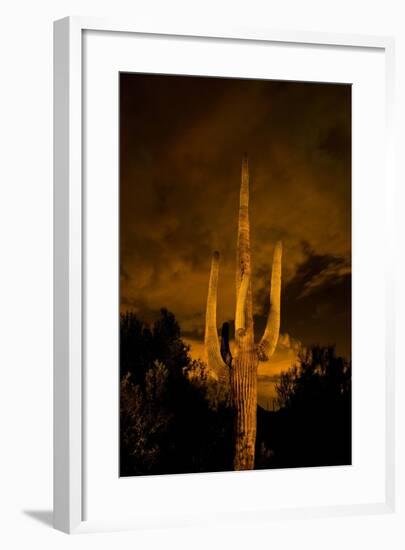 Saguaro Cactus At Night, Arizona-Steve Gadomski-Framed Photographic Print