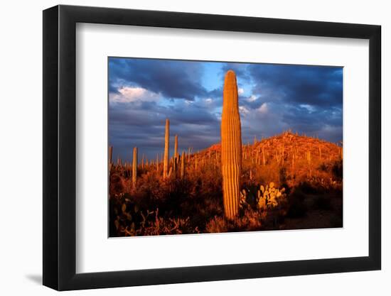 Saguaro cactus at Saguaro National Park, Tucson, Arizona, USA-null-Framed Photographic Print