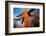 Saguaro cactus at Saguaro National Park, Tucson, Arizona, USA-null-Framed Photographic Print