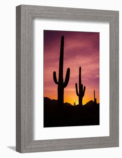 Saguaro Cactus at Sunrise under Gates Pass, Tucson Mountain Park, Arizona-Russ Bishop-Framed Photographic Print