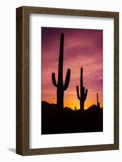 Saguaro Cactus at Sunrise under Gates Pass, Tucson Mountain Park, Arizona-Russ Bishop-Framed Photographic Print