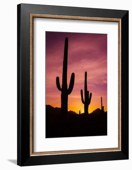 Saguaro Cactus at Sunrise under Gates Pass, Tucson Mountain Park, Arizona-Russ Bishop-Framed Photographic Print