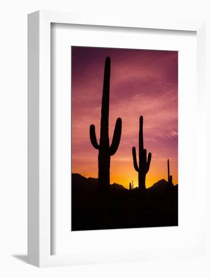 Saguaro Cactus at Sunrise under Gates Pass, Tucson Mountain Park, Arizona-Russ Bishop-Framed Photographic Print