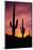 Saguaro Cactus at Sunrise under Gates Pass, Tucson Mountain Park, Arizona-Russ Bishop-Mounted Photographic Print